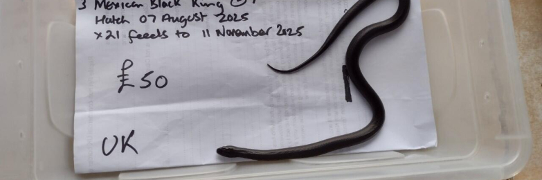 Male 2025 Mexican Black King Snake