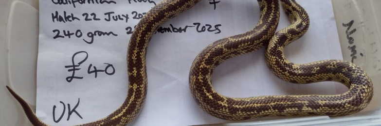 2022 Female Cali king