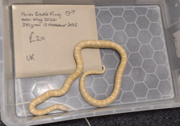 Male Florida Brooksi Albino King