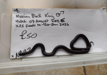 Male 2025 Mexican Black King Snake