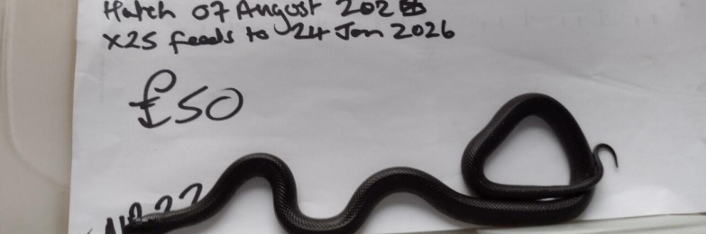 Male 2025 Mexican Black King Snake