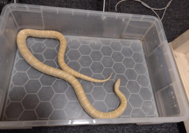 2024 male albino Florida Brooksi King