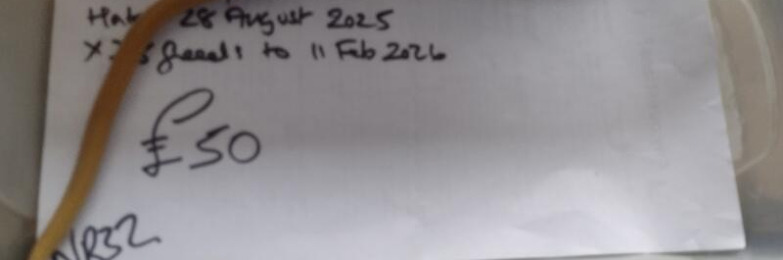 Male Albino Cape House Snake