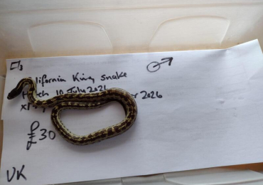 Californian King Snake