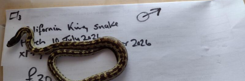 Californian King Snake