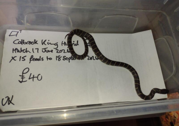 2026 Female Calbrook Hybrid king