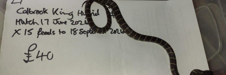 2026 Female Calbrook Hybrid king