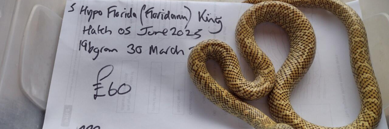 Male Hypo Florida (Floridana) King Snake