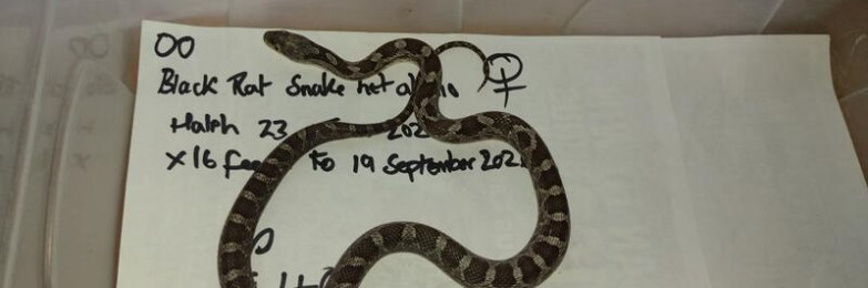 2026 Female Black Rat Snake