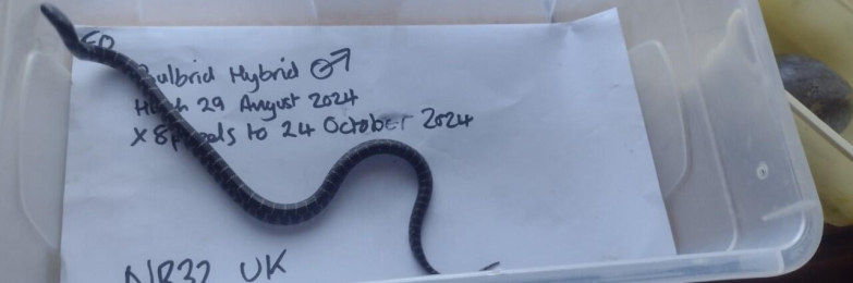 Calbrook King Snake Hybrid