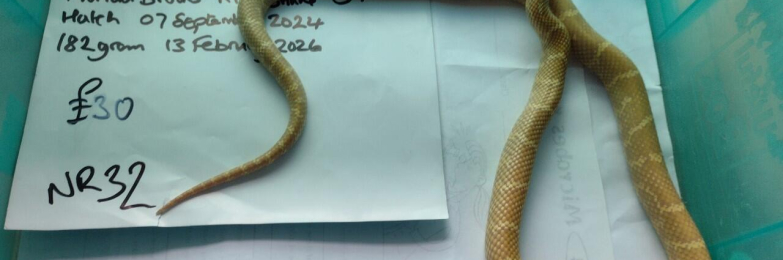 Male Albino Florida King Snake