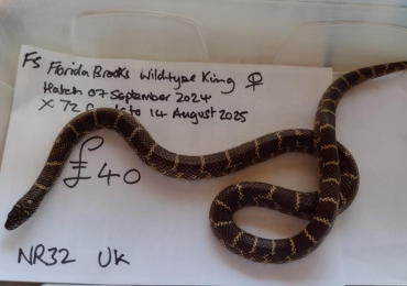 Florida Brooks King Snake