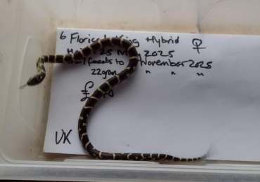 Female Florical Hybrid King