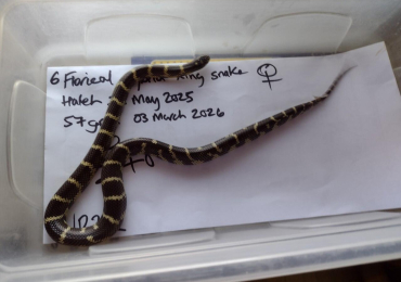 Female 2025 Florical King Hybrid