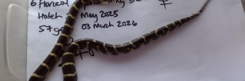 Female 2025 Florical King Hybrid