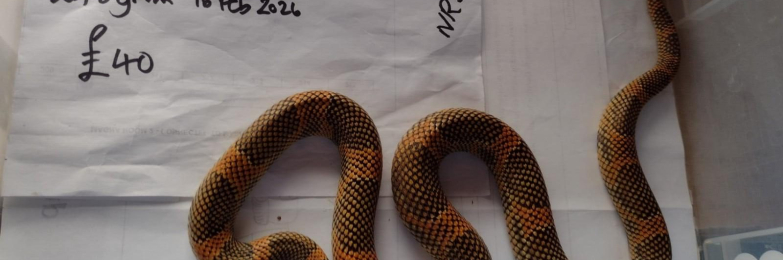 2024 Male Apalachicola King Snake