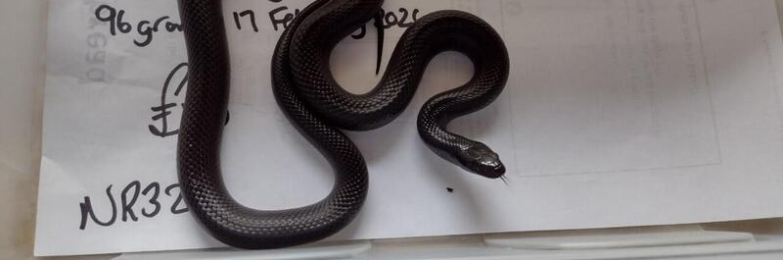 Female 2024 Mexican Black King