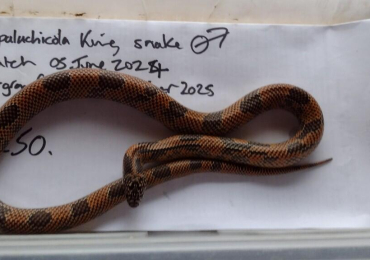 2024 Male Apalachicola King Snake