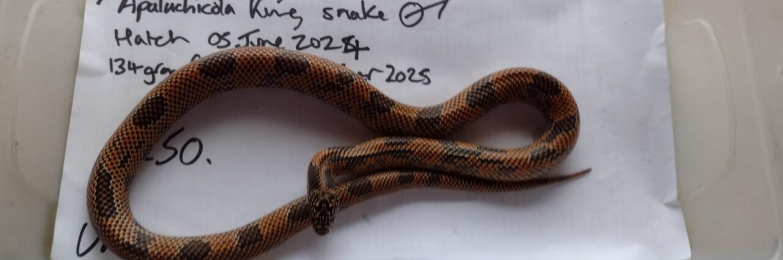 2024 Male Apalachicola King Snake