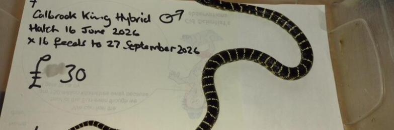 Baby Male Calbrook Hybrid King