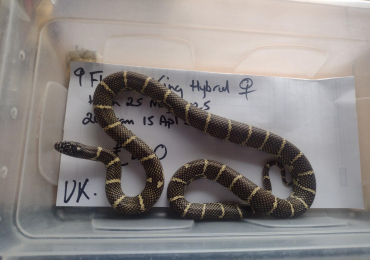 Female 2025 Florical King Hybrid