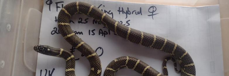 Female 2025 Florical King Hybrid