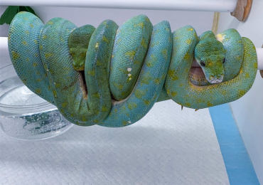 Pair of Adorable green tree pythons